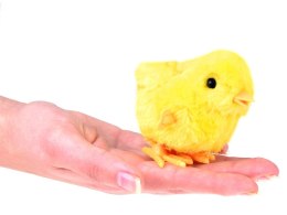 Nakręcany 12szt kurczaczek żółta kurka nakręcana tupta ZA4993